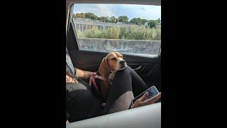 Cute Beagle Falls Asleep During Uber Ride
