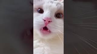 Cat meowing meow meow meow Haha so cute #cat #meow #shorts #recommended