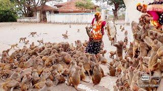 The heartbreaking reactions of these hungry monkeys||in bandron ke hruday bidarak pukar