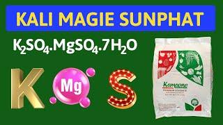 Kali Magie Sunphat | Giải pháp tăng năng suất và chất lượng trái, củ | Hạn chế sượng cơm sầu riêng