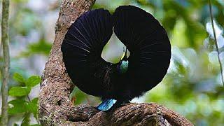 Papua: Surganya Burung Cantik nan Eksotis