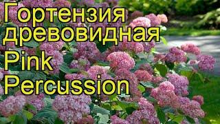 Гортензия древовидная Pink Percussion. Краткий обзор, описание характеристик, где купить саженцы