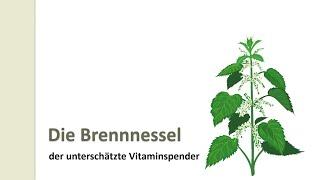 Die Brennessel