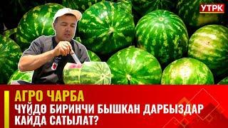 Чүйдө биринчи бышкан дарбыздар кайда сатылат? // АГРО ЧАРБА