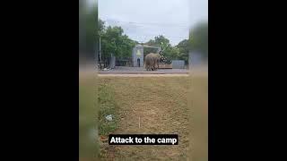 Elephant is going to attack to the camp# 