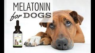 Melatonin For Dogs: Is It Safe & How Can It Help?