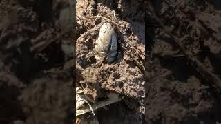 Bounty Hunter Metal Detector finds Amazing Relics ! #ramdetecting #metaldetecting #dirtfishing