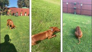 Vizsla dog  ||  Vizsla best videos 2022 #2  #vizsla  #vizslas