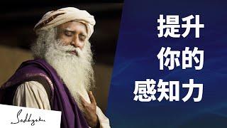 提升你的感知力 | Sadhguru 萨古鲁