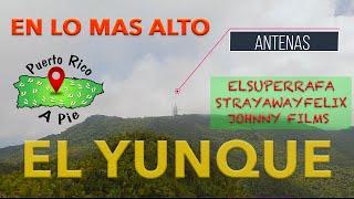 ⭕️ RAIN FOREST “EL YUNQUE” A PIE (TREMENDA MOJA) 