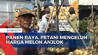 Panen Raya Buah Melon, Petani di Sidoarjo: Harganya Jadi Murah