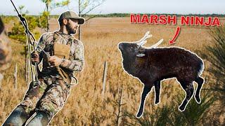 Bowhunting MINIATURE Elk in the MARSH! (Maryland Sika Deer)