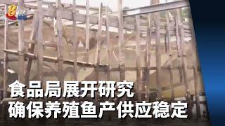 食品局计划展开研究 以确保本地养殖鱼产供应更加稳定