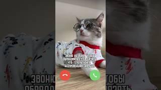 ЗВОНОК | #кот #кошки #питомцы