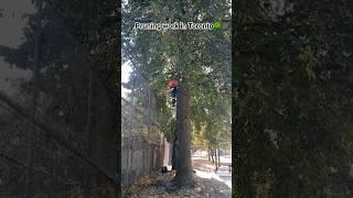Arborist, tree pruning in Toronto  #work #job #canada
