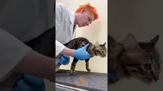 Что за дверью в кабинет невролога? // ветеринарная клиника