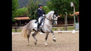 10 yr old 16.3h PRE Stallion schooling GP! Competed thru Inter I. Schoolmaster brain!