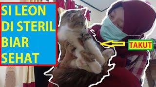 Perjalanan Steril Si Kucing Leon