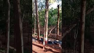 saranda jungle live | Asia ka sbse bda saal ke vriksh ka jungle | dangerous forest | saranda forest