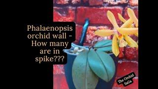 How many spikes at the Phalaenopsis orchid wall??? - Let's count!