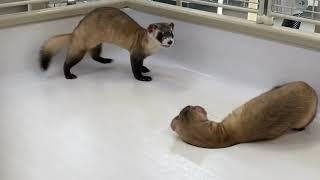 Cuteness Overload: Black-footed Ferret Kits