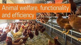 Modern aviary system for free range and barn egg production | Natura Step