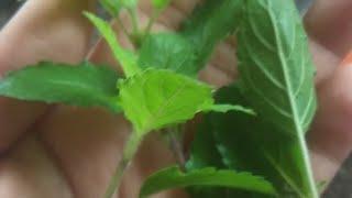 #️Super Fresh Basil from my Balcony#Mini Garden#Tulsi#Fresh  Tea of Basil leaf#Please subscribe