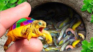 Catch Colorful Ornamental Baby Turtles In Caves, Neon Fish, Guppies, Rainbow Fish, Gobies, Koi Fish
