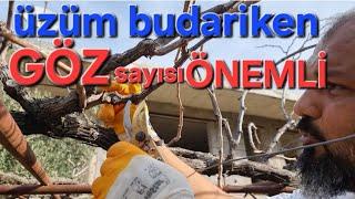 üzüm budariken kaç göz bırakılır. asma üzüm nasıl budanır #tropikaltopraktv #dündaryıldız #asma üzüm