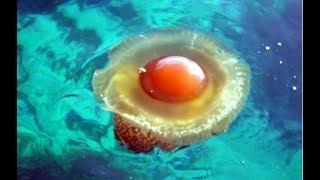 20 Most Amazing Unusual Jellyfish