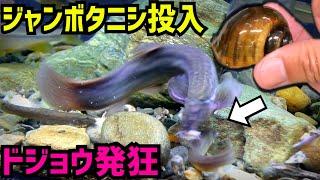 まさかドジョウが…日本淡水魚にジャンボタニシ与えてみた。