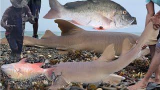 CATCHING GIANT 300 LB SHARK FROM THE SHORE MONSTER MUTTON SNAPPER JACK CATCH IN THUNDER STORM