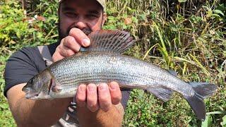 A Weekend of Serenity - Fly Fishing / Euro Nymphing in the Urban Wilderness of Wales