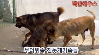 무더위속 진돗개가족들 #백안하우스풍뢰 #진돗개