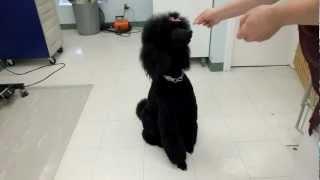 Standard Poodle Illusion gets excited when she sees her Dad!