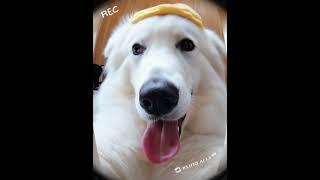 Make a cute selfie video with me #selfie  #klingai  #Dog #smile #film  #aivideoshorts  #pets