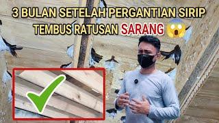 3 BULAN SETELAH PERGANTIAN PAPAN SIRIP. TEMBUS RATUSAN SARANG INAP KING BIRAHI BENAR² LUAR BIASA‼️