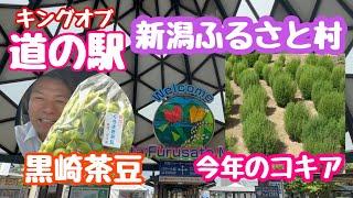 2024年8月8日 道の駅 新潟ふるさと村 コキア生育状況と黒埼茶豆購入！キングオブ道の駅 新潟市西区