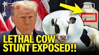 Trump RAW MILK STUNT has FATAL CONSEQUENCES Already