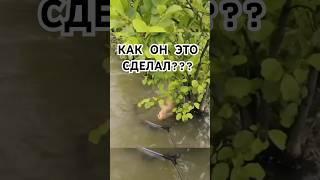 ЭТО САМЫЙ ХИТРЫЙ САЗАН! Он всех перехитрил!#fishing #рыбалка #рыбалка2025 #carpfishing #carp