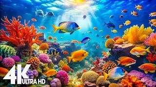 Aquarium 4k VIDEO (ULTRA HD) - Charming Fish of the Coral Reef Ecosystem -  Relaxing Music