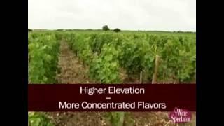 Mouton Vineyard l Wine Spectator