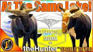 An Amazing Return to Vurhonga Savanna! | theHunter Call of the Wild