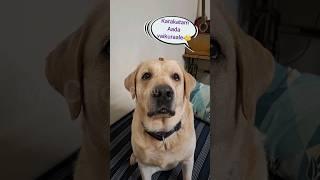 Patience check #dogs #funnyvideos #trendingshorts #viral #pets #animals #dance #love #food #doglover