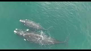 Ballena Franca Austral en la Argentina