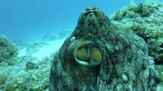 S/V IBIS: My Octopus Teacher: in Remote Tahanea, Toamotus, French Polynesia, South Pacific