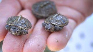 Baby Turtles Hatching