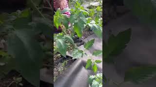 Пасынку высокорослые помидоры мой секрет #garden #gardenlife #дача #огород #shorts