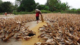 Duck  _ Nuôi Vịt con đến đẻ trứng _Raising ducklings to lay eggs_Thanh Hoài