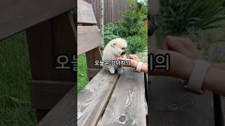 강아지의 생애주기, 그리고 주인과의 특별한 유대 犬のライフステージと飼い主との特別な絆